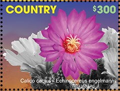 Calico Cactus