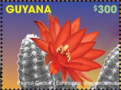 Peanut Cactus