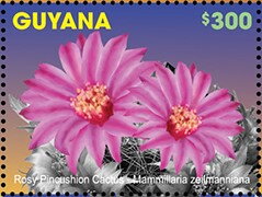 Rosy Cactus