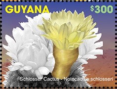 Schlosser Cactus