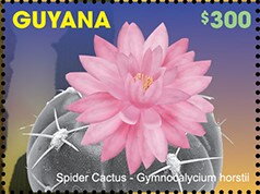 Spider Cactus