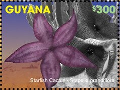 Stamp, Starfish Cactus, Guyana,  , Cacti, Flowers, Plants (Flora)