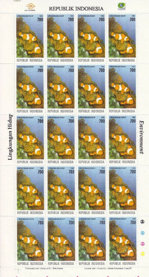 Orange Clownfish (Amphiprion percula)