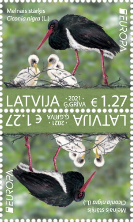 Black Stork (Ciconia nigra)