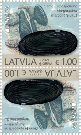 Tete-Beche, Freshwater Pearl Mussel (Margaritifera margaritifera), Latvia,  , Animals (Fauna), C.E.P.T. / Europe, Molluscs