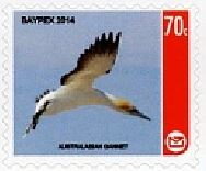 Baypex 2014 Australasian Gannet