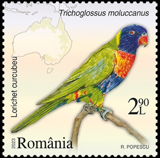 Multicolored Lorikeet ( Trichoglossus moluccanus)