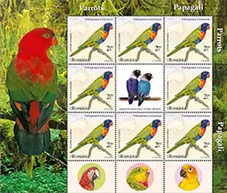 Multicolored Lorikeet ( Trichoglossus moluccanus)