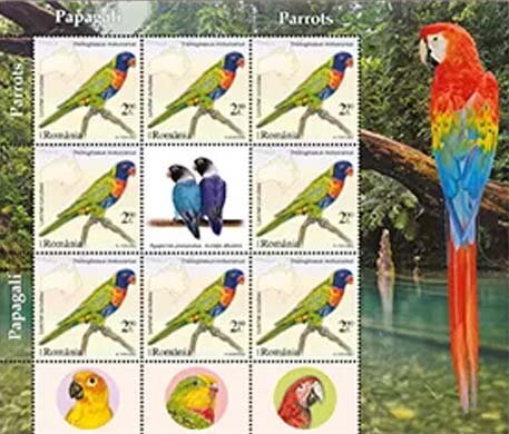 Multicolored Lorikeet ( Trichoglossus moluccanus)