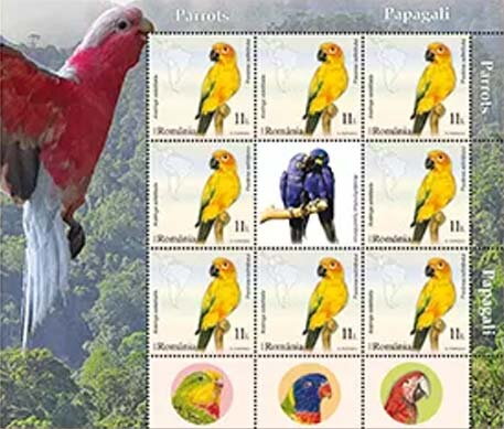 Sunset Bird ( Aratinga solstitialis)