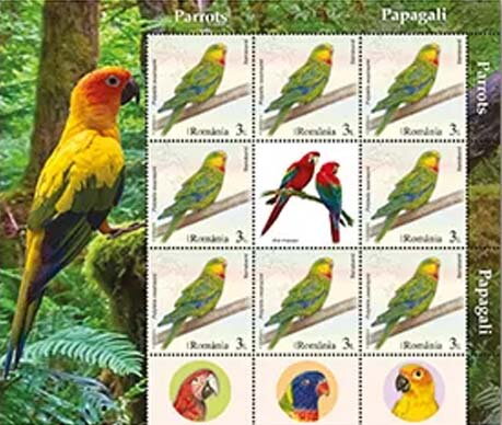 Superb Parrot ( Polytelis swainsonii)