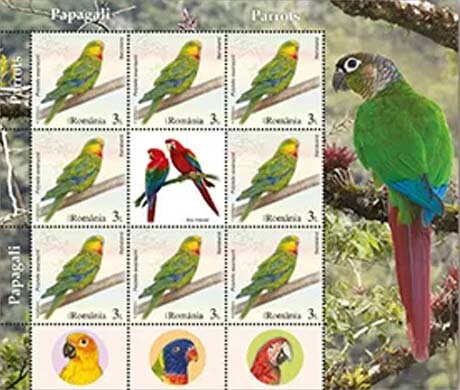 Superb Parrot ( Polytelis swainsonii)
