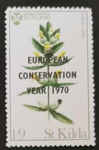 Yellow-Rattle
