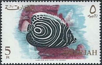 Emperor Angelfish (Pomacanthus imperator) - Juvenile