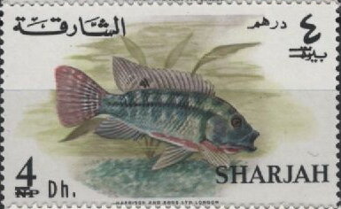 Redbelly Tilapia (Tilapia melanopleura)
