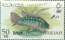 Redbelly Tilapia (Tilapia melanopleura)