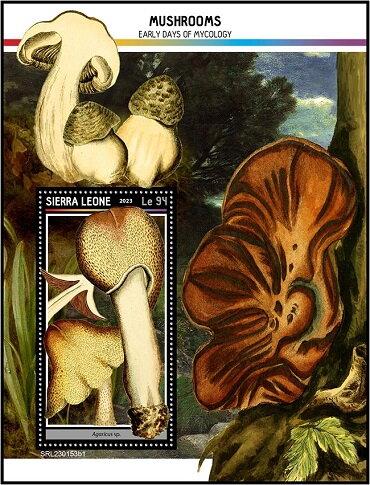 Agaricus sp.