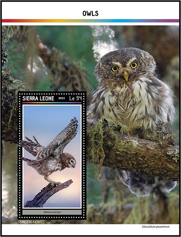 Athene noctua