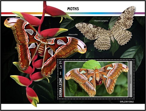 Attacus atlas