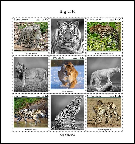 Big Cats