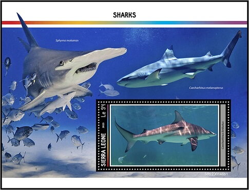 Carcharhinus limbatus