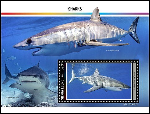 Carcharodon carcharias
