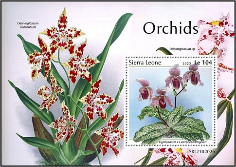 Cypripedium x Lawrenceo Regnieri
