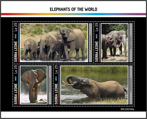 Elephants of the World