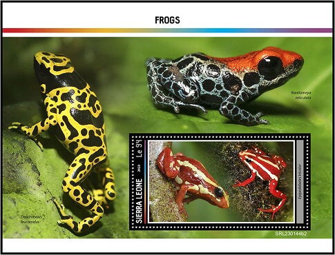 Epipedobates tricolor