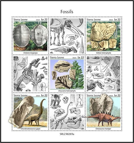 Fossils