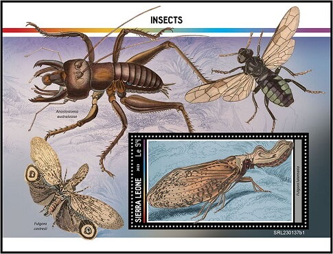 Fulgora laternaria