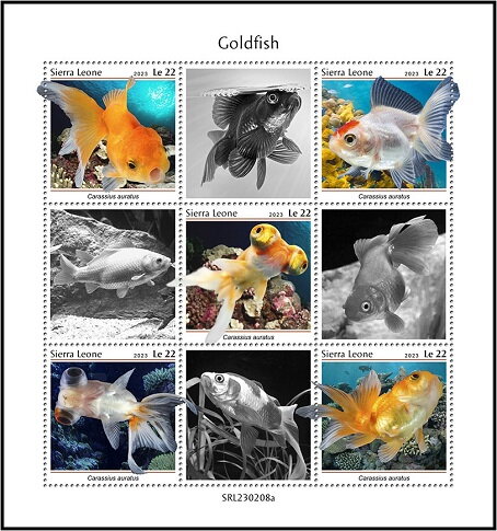 Goldfish