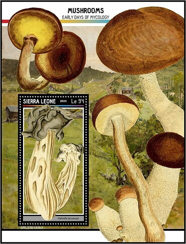 Helvella lacunosa