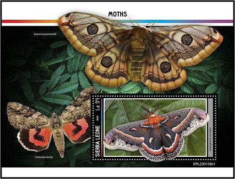 Hyalophora cecropia