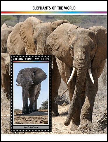 Loxodonta africana