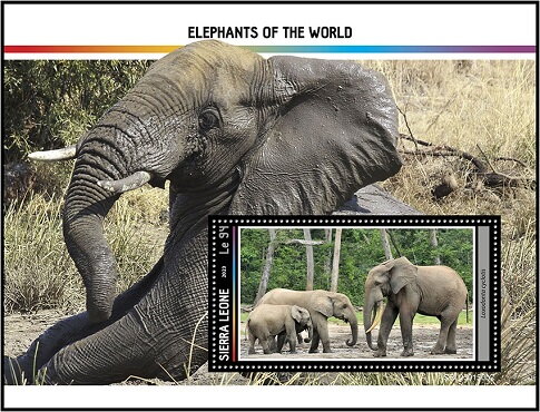 Loxodonta cyclotis