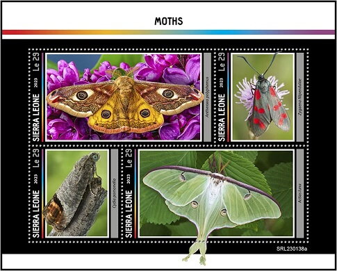 Moths