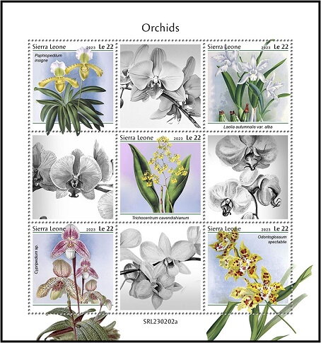 Orchids