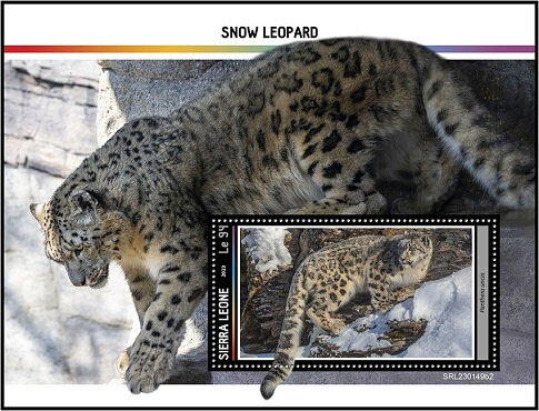 Panthera uncia