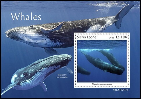 Physeter macrocephalus
