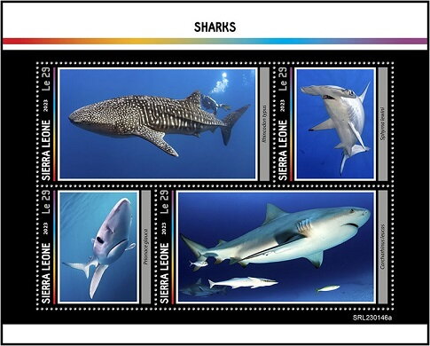 Sharks