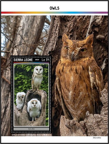 Tyto alba