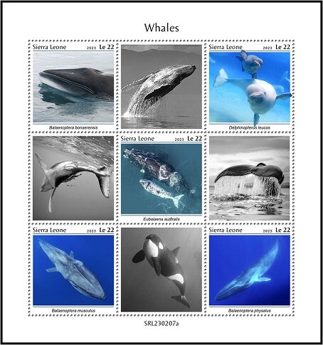 Whales