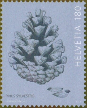 Pine Cone