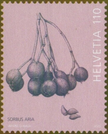 Whitbeam Berries
