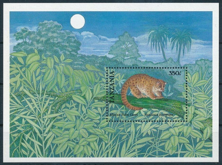 African Palm Civet (Nandinia binotata)