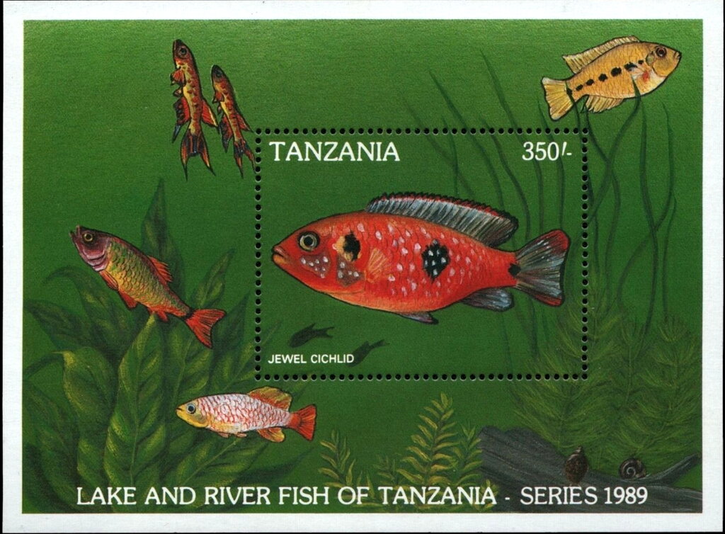 Jewel Cichlid (Hemichromis bimaculatus)