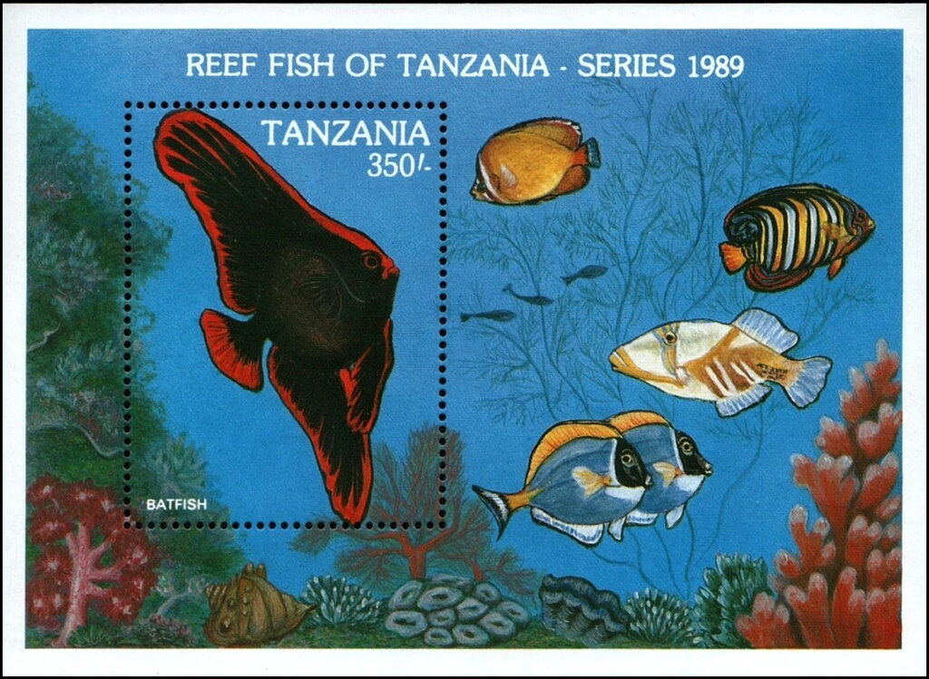 Pinnate Batfish (Platax pinnatus) juvenile