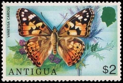 Painted Lady (Vanassa cardui)