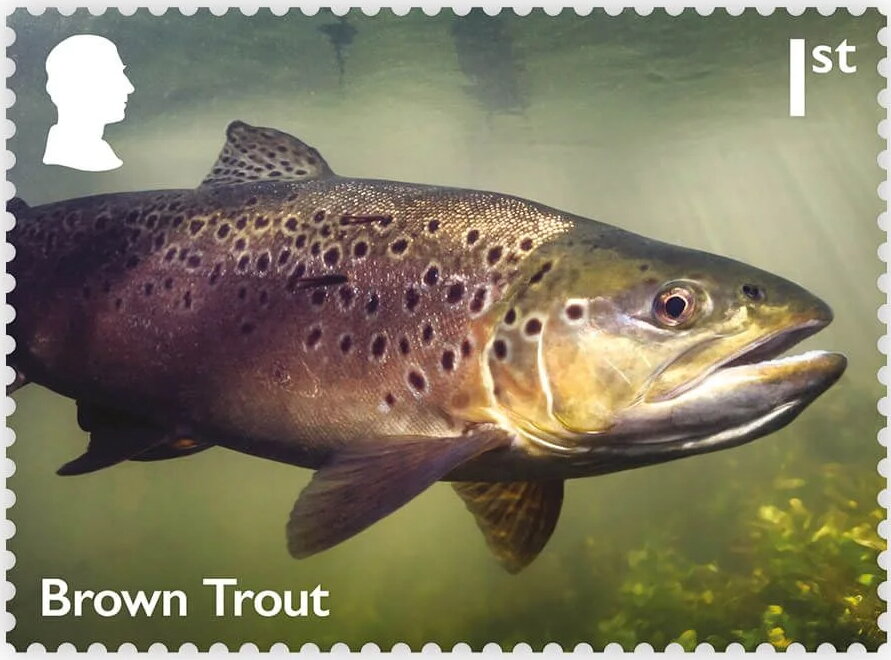 Brown Trout (Salmo trutta) (Reprint)